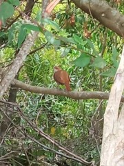Furnarius rufus