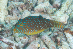 Canthigaster solandri