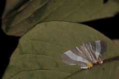 Opisthoxia
