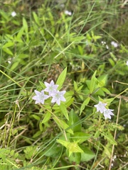 Richardia grandiflora