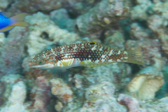 Halichoeres margaritaceus