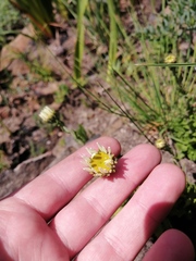 Osmitopsis dentata