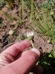 Osmitopsis dentata