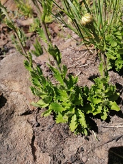 Osmitopsis dentata
