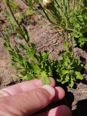 Osmitopsis dentata