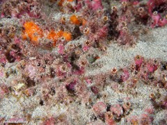 Polycyathus muellerae