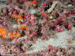 Polycyathus muellerae