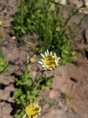 Osmitopsis dentata