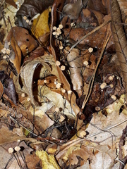 Marasmius bulliardii