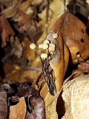 Marasmius bulliardii
