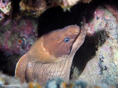 Gymnothorax unicolor