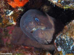 Gymnothorax unicolor