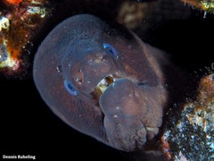Gymnothorax unicolor