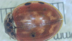 Harmonia quadripunctata