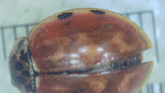 Harmonia quadripunctata