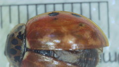 Harmonia quadripunctata