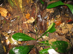 Philodendron linnaei