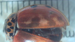 Harmonia quadripunctata