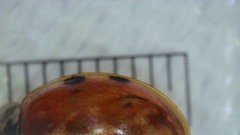 Harmonia quadripunctata