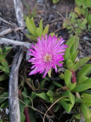 Ruschia promontorii