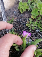 Ruschia promontorii