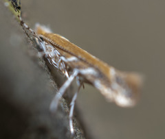 Cameraria quercivorella