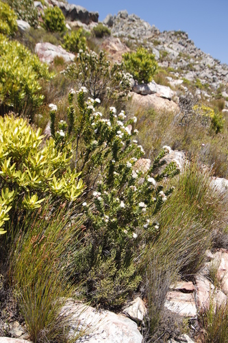 Image of Leucospermum bolusii by (c) Tony Rebelo, some rights reserved (CC BY-SA)