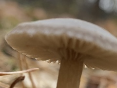 Agaricales