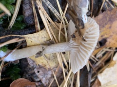 Agaricales