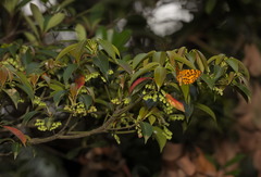 Elaeocarpus chinensis