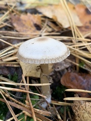 Agaricales