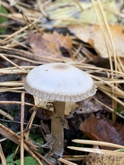 Agaricales