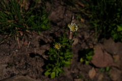 Osmitopsis dentata