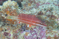 Oxycheilinus orientalis