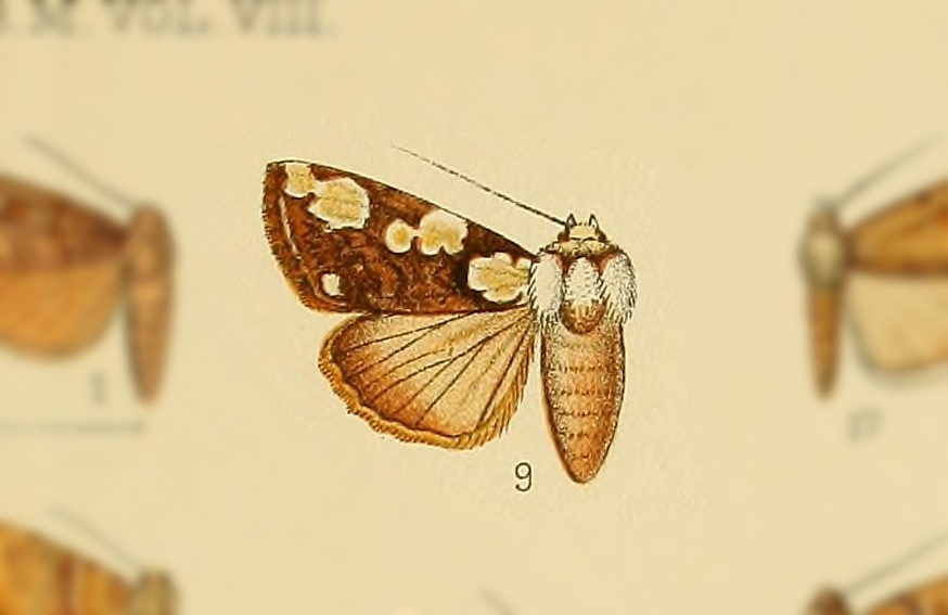 Mudaria leprosticta