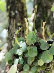 Peperomia rotundifolia