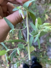 Brickellia cylindracea