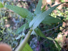 Brickellia cylindracea