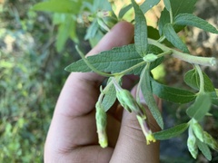 Brickellia cylindracea