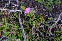 Ruschia promontorii