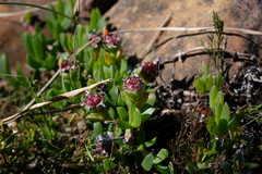 Ruschia promontorii