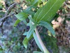 Brickellia cylindracea