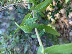 Brickellia cylindracea