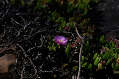 Ruschia promontorii
