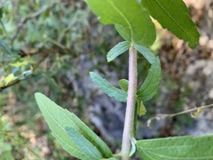 Brickellia cylindracea