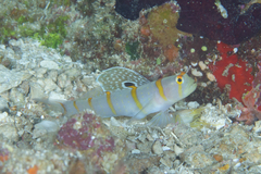 Amblyeleotris randalli