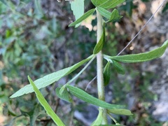 Brickellia cylindracea