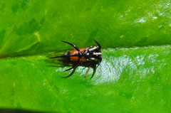 Cyphonia trifida