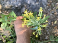Brickellia cylindracea