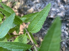 Brickellia cylindracea